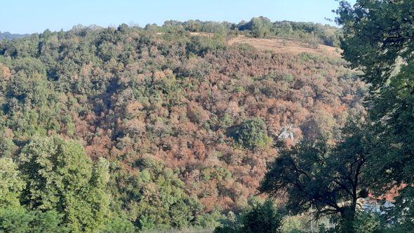 Na širem području sjeverne Bosne već se vide posljedice na šumama - Avaz