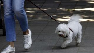 Test od sedam sekundi: Evo kada je previše vruće za šetnju psa