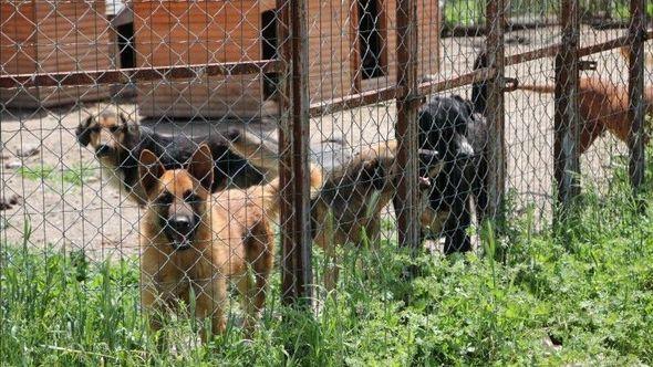 Psi će uskoro živjeti u humanijim uslovima - Avaz