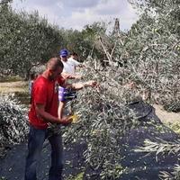 Maslinari dobili zaštićenu oznaku porijekla: Koliko će koštati "Zlatne kapi Hercegovine"