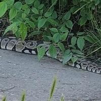 Ovo je sedam savjeta kako izbjeći ugriz zmije i šta nikako ne smijete učiniti