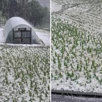 Nevrijeme napravilo havariju u blizini Tuzle: Grad uništio usjeve