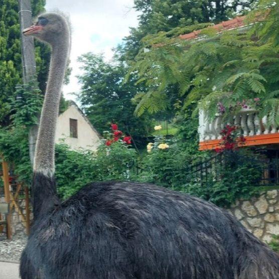 Nesvakidašnja scena: Noj prošetao ulicama Gračanice