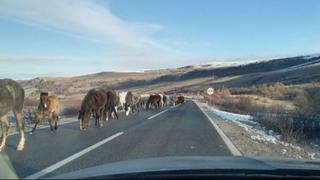 BIHAMK: Upozoravamo na izlazak divljih konja na cestu na dionici Livno-Šuica