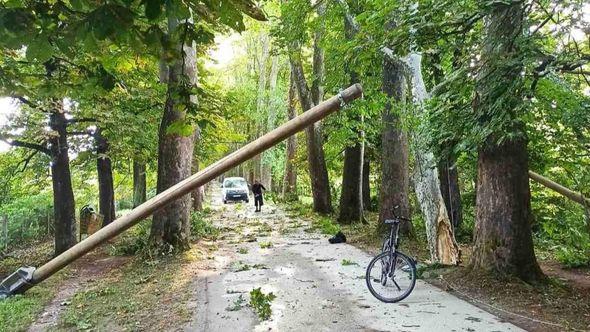  Na Vrelu Bosne palo drvo - Avaz