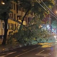 Nevrijeme pogodilo i Sarajevo: U Hrasnom drvo palo na saobraćajnicu