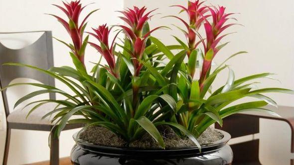 Bromelija - Avaz