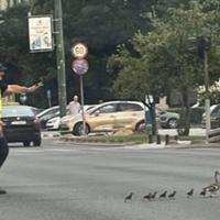 Fotografija dana: Policajac zaustavio saobraćaj kako bi patke prošle