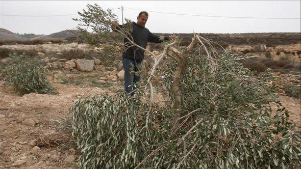 Palestinska stabla  - Avaz