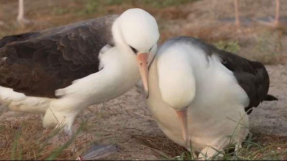 Ženka lejsen albatrosa: Najstarija morska ptica na svijetu ponovo polaže jaje 