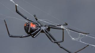 Za ujed najotrovnijeg evropskog pauka napravljen novi protivotrov