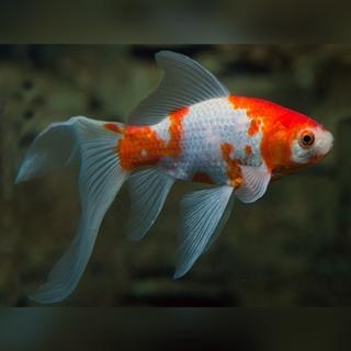 Bijela zlatna ribica: Raritet koji je rezultat selektivnog uzgoja