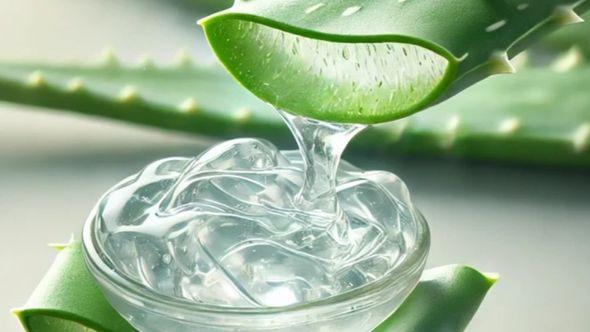 Aloe vera - Avaz