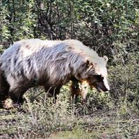 Grizli napao lovca: Počeo da ga grize, pa ga izrešetali ga s 24 metka, pojavio se snimak