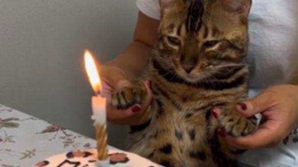 Mačka: Neodoljivo rođendansko slavlje - Avaz