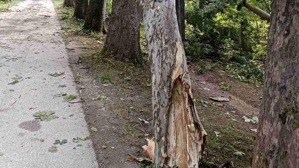  Na Vrelu Bosne palo drvo - Avaz