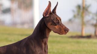 Pogledajte "fitnes" dobermana koji se isteže i radi čučnjeve