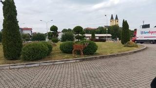 Nevjerovatna situacija u BiH: Lane na kružnom toku