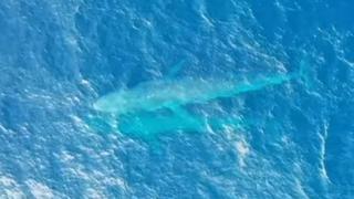 Ronilac uspio snimiti trenutak hranjenja mladunčeta plavog kita