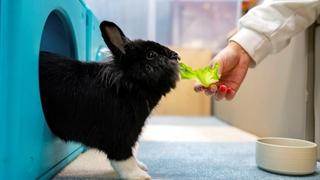 Hong Kong pet rabbits enjoy bunny resort while owners away