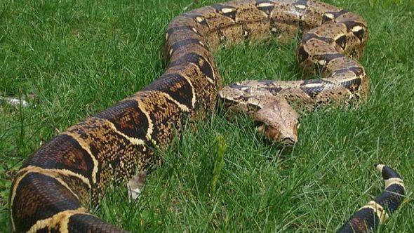 Boa constrictor zmija - Avaz