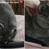 Mačka pronašla novčanik svog preminulog vlasnika: Ono što je uradila slama srca