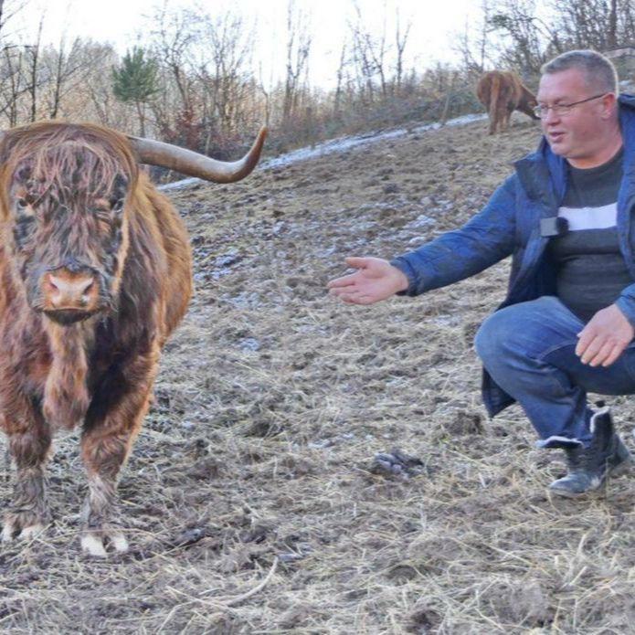 Čatislav Ranisović već četvrtu godinu vodi biznis: Škotska visinska goveda pasu travu u srednjoj Bosni