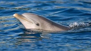 Delfin ugrizao više od 50 ljudi u Japanu: Možda je usamljen