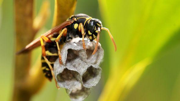 Insekti Stršljeni - Avaz