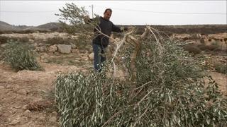 Izraelci na Zapadnoj obali posjekli palestinska stabla maslina i jabuka