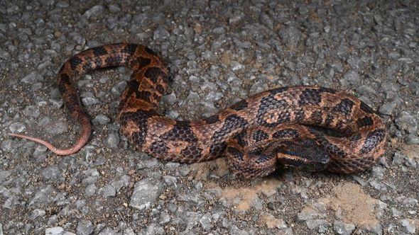 Otkrivena nova vrsta zmije: Veoma je agresivna, napuše se prije napada