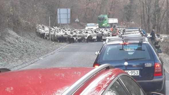 Vozači bi trebali imati malo više razumijevanja i tolerancije prema čobanima  - Avaz