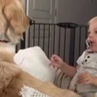 Udomili su psa nakon što su dobili bebu: Reakcija ljubimca na dječaka sve je zapanjila