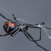 Za ujed najotrovnijeg evropskog pauka napravljen novi protivotrov