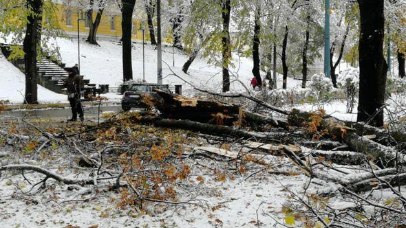 Stablo oboreno padavinama - Avaz