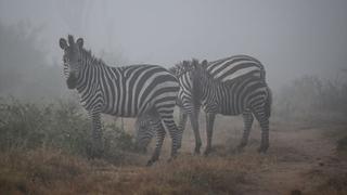 Nacionalni parkovi u Ugandi magnet za ljubitelje safarija