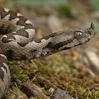 Dolazak toplijih dana budi i gmizavce: Kako se zaštititi od zmija