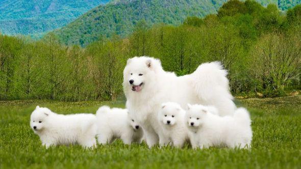 Britannica, Pas, Samojed - Avaz